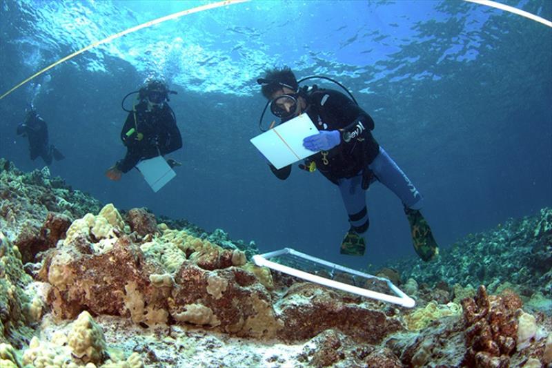 During the QUEST field course, MOP students learn valuable scientific diving skills, including how to conduct transect line surveys underwater and carry out fish and coral counts photo copyright MOP taken at 