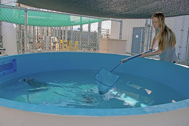 As part of her NOAA internship, MOP student Taylor Williams helps keep the tanks for rehabilitating turtles clean. - photo © MOP