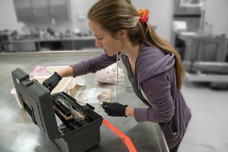 Williams reaches into a tackle box to take out materials she needs to wrap up turtle humerus bones for boiling. - photo © MOP