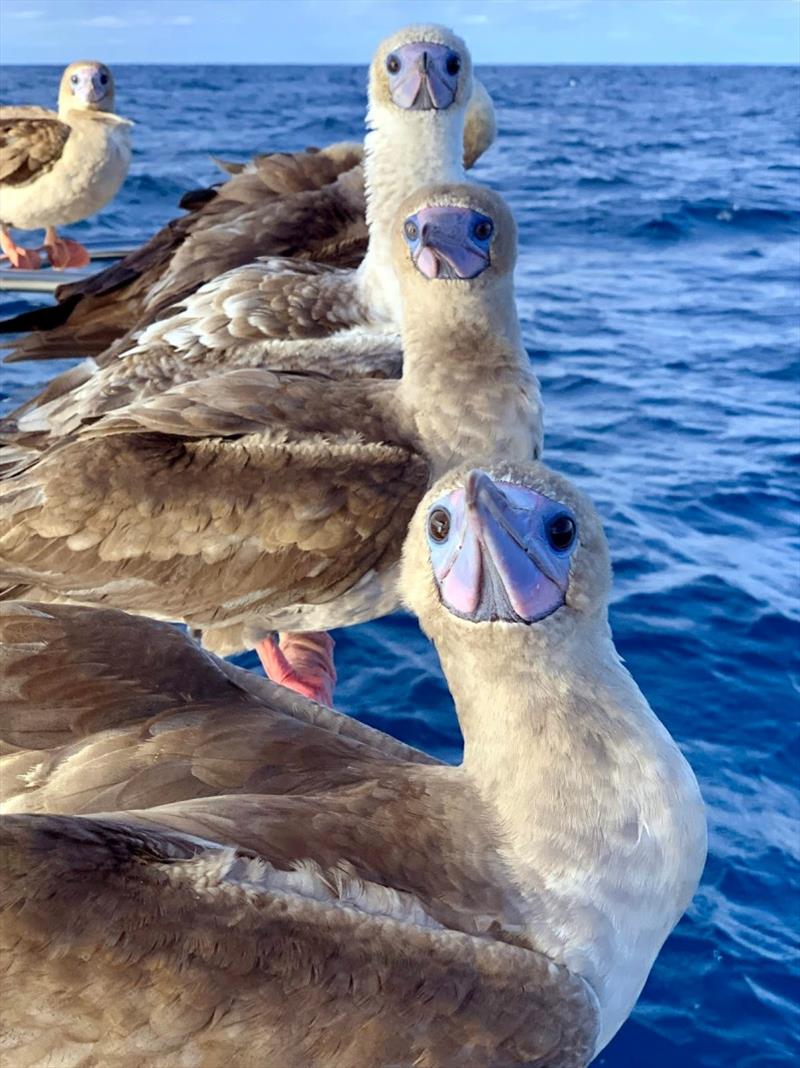 Red Footed Boobies on the bow photo copyright SV Taipan taken at 