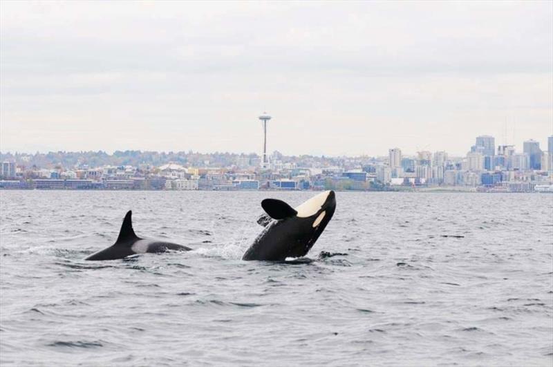 Southern Resident killer whales in Puget Sound. - photo © NOAA Fisheries