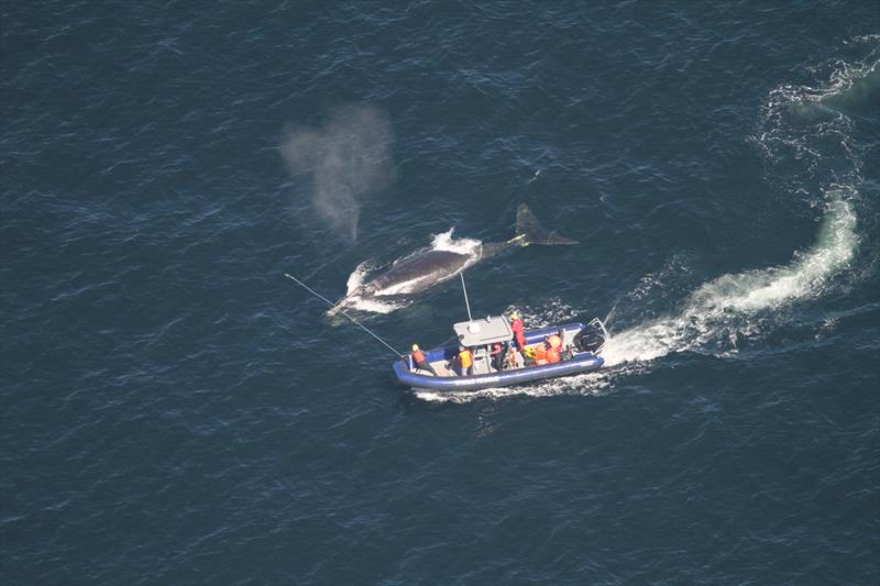 Campobello Whale Rescue Team removing fishing gear from entangled 5-year-old male North Atlantic right whale, Gulf of St. Lawrence, Canada, July 11, 2019. NOAA Twin Otter whale aerial survey team took photo while assisting with the action photo copyright NOAA Fisheries / Alison Ogilvie taken at 