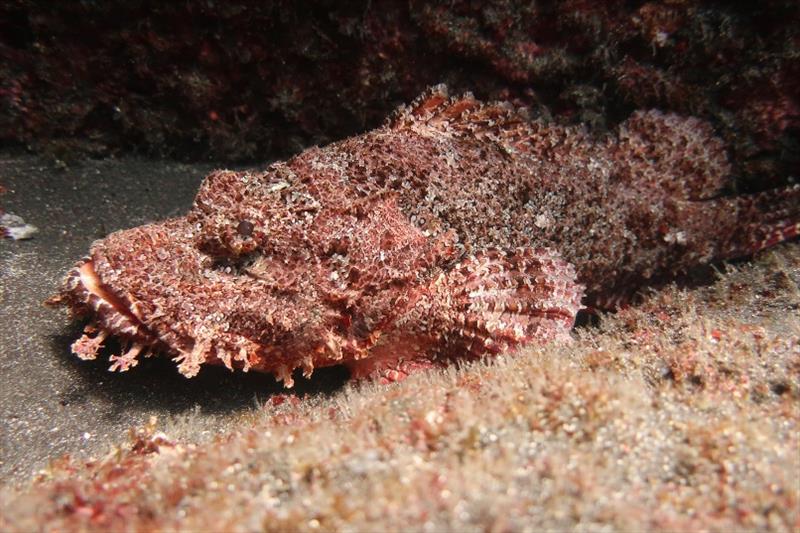 Titan scorpionfish - a master of disguise. This predator lies in wait of unsuspecting prey, and is an important component of the coral reef ecosystem. Its coloration and appendages blend in with algae around it, and sucks the prey into its large mouth! photo copyright NOAA Fisheries / Taylor Williams taken at 