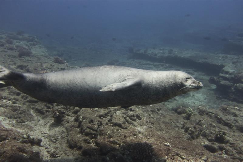 This large, male Hawaiian monk seal came up close to greet our divers as they started coral surveys on underwater slopes of Lehua Crater. Over the course of our 2 days at Ni'ihau, we spotted over 15 monk seals along the beaches of this `Forbidden Isle.` photo copyright NOAA Fisheries / Mollie Asbury taken at 