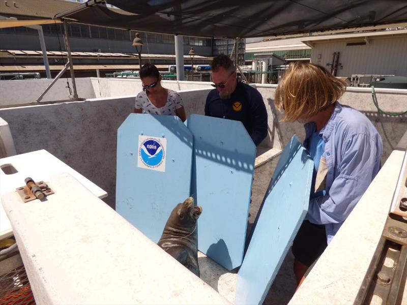 The monk seal response team transfers R333 to a holding pen for evaluation at NOAA's Inouye Regional Center. Fishing line is trailing out of his mouth. - photo © NOAA Fisheries