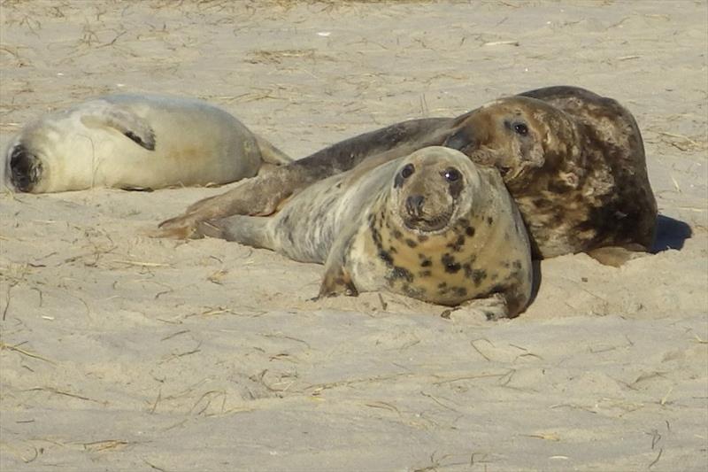 A gray seal family during pupping season on Muskeget Island off Nantucket. The pup is covered in white fur at left, the father is behind the mother at right. - photo © NOAA Fisheries