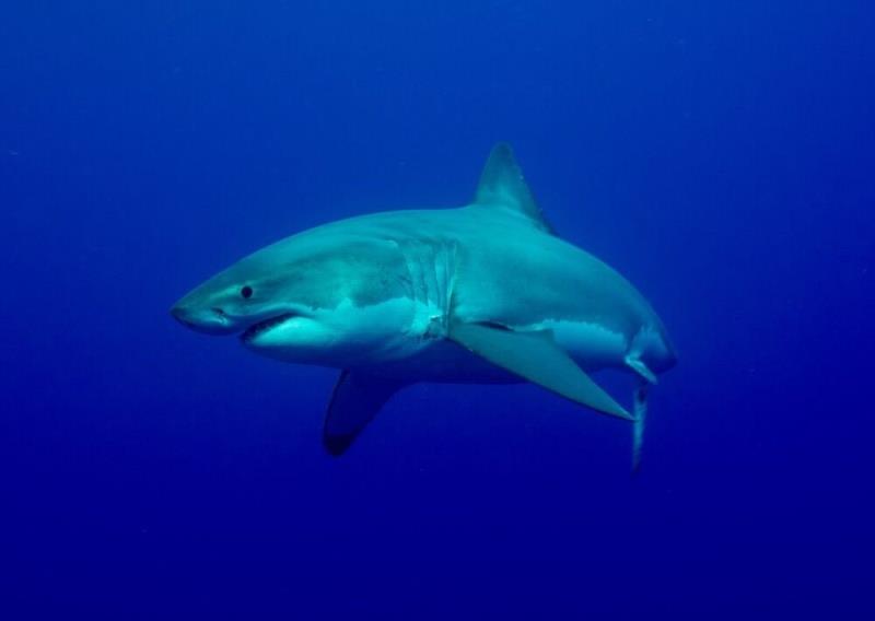 White shark - photo © Greg Skomal