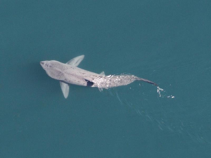 Basking shark is often mistaken for a white shark in New England photo copyright NOAA Fisheries taken at 