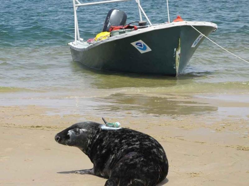 Gray seal, captured for sampling and tagged with a GPS receiver, returns to the water off Chatham, Massachusetts. The first tagging and sampling of adult gray seals on Cape Cod was conducted in 2013. - photo © NOAA Fisheries
