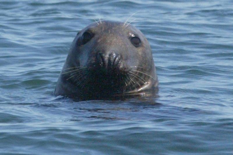 Gray seal, with its distinct horse head shape, off Jeremy Point in Wellfleet, Massachusetts. - photo © NOAA Fisheries