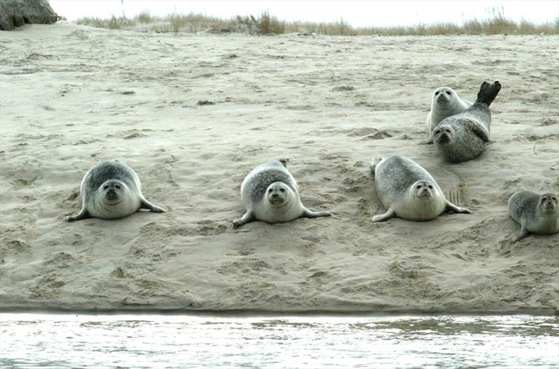 Harbor seals hauled out in a remote sandy area in Chatham, Massachusetts. - photo © NOAA Fisheries