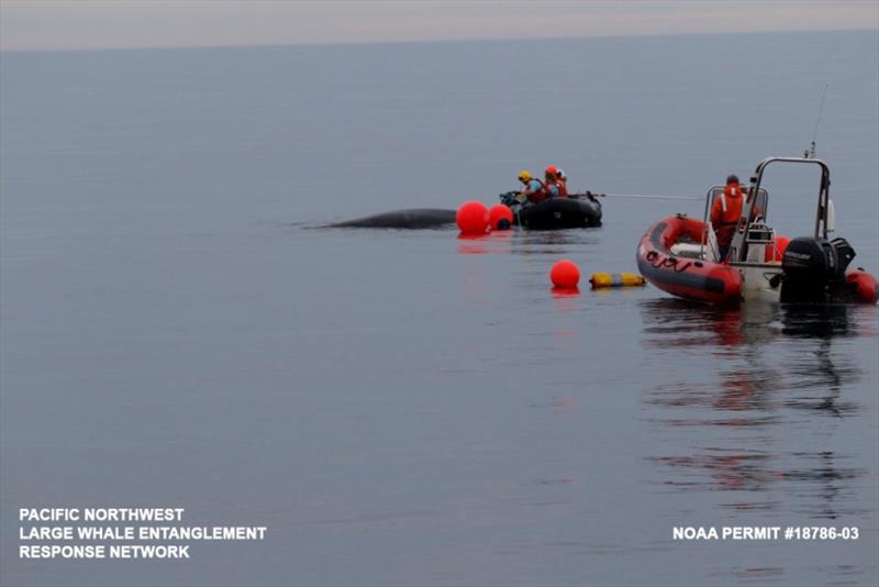 The entangled humpback whale surfaces near the response vessels photo copyright NOAA Fisheries taken at 