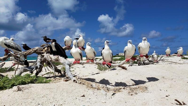 Red-footed boobies, brown noddies, and a frigate bird perch on driftwood on Tern Island, French Frigate Shoals, in the Northwestern Hawaiian Islands. - photo © NOAA Fisheries / Jan Willem Staman