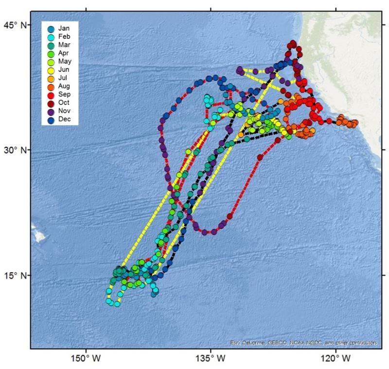 A roughly 7-ft female mako shark followed similar courses into Pacific and back to California Coast over 3 years, as indicated by dashed lines. Black line indicates first year, yellow line 2nd year, red line the 3rd year, with colored dots month of year. - photo © Animal Biotelemetry