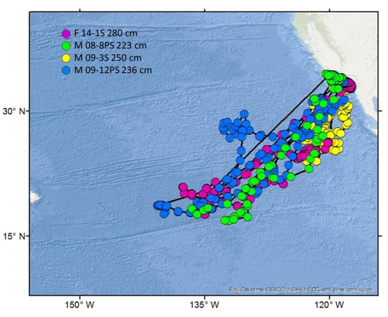 Movements of four large mako sharks, each of which left and then returned to the California Coast. Each shark is indicated by different colored dots marking their locations along the way photo copyright Animal Biotelemetry taken at 