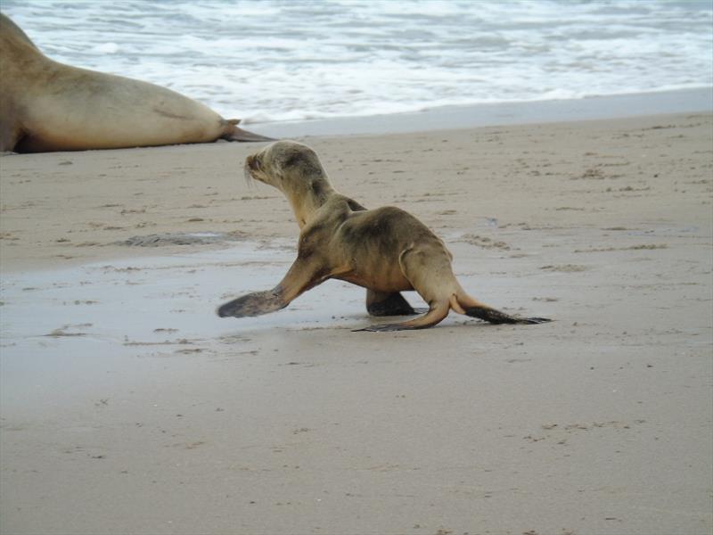 Shifts in marine food web during evolution of 2014-2015 marine heatwave called, `the Blob,` forced sea lion mothers to forage further from their rookeries in Channel Islands off SC. Hungry pups set out on their own but many became stranded on area beaches photo copyright NOAA Fisheries taken at 
