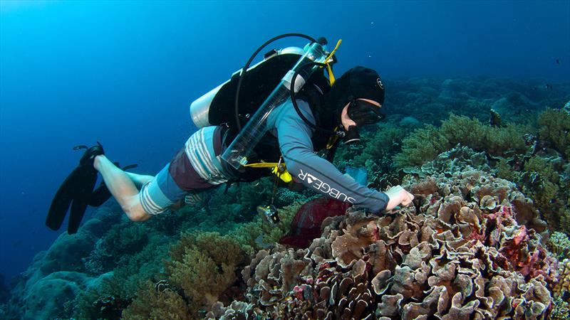 Michael Fox, WHOI postdoctoral scholar and lead author of the study, sampling coral on Pulo Anna Island, Palau photo copyright Brian Zgliczynski taken at 
