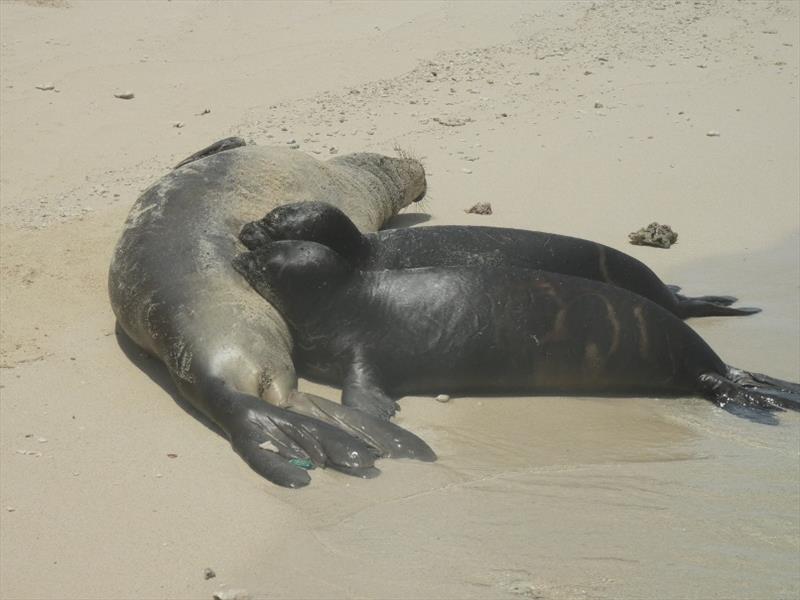 Hawaiian monk seal pup—possibly twins—nursing from mother, GV18. - photo © NOAA Fisheries
