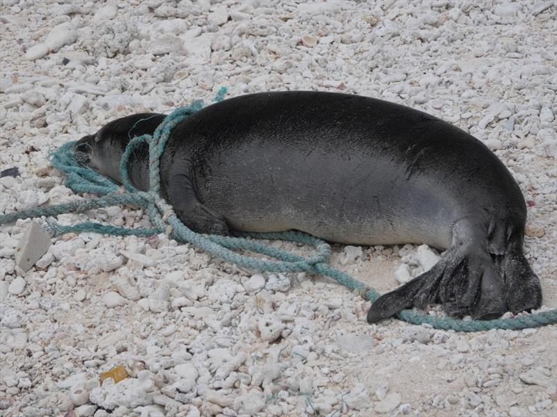 A Hawaiian monk seal entangled in a line on Laysan Island. - photo © NOAA Fisheries