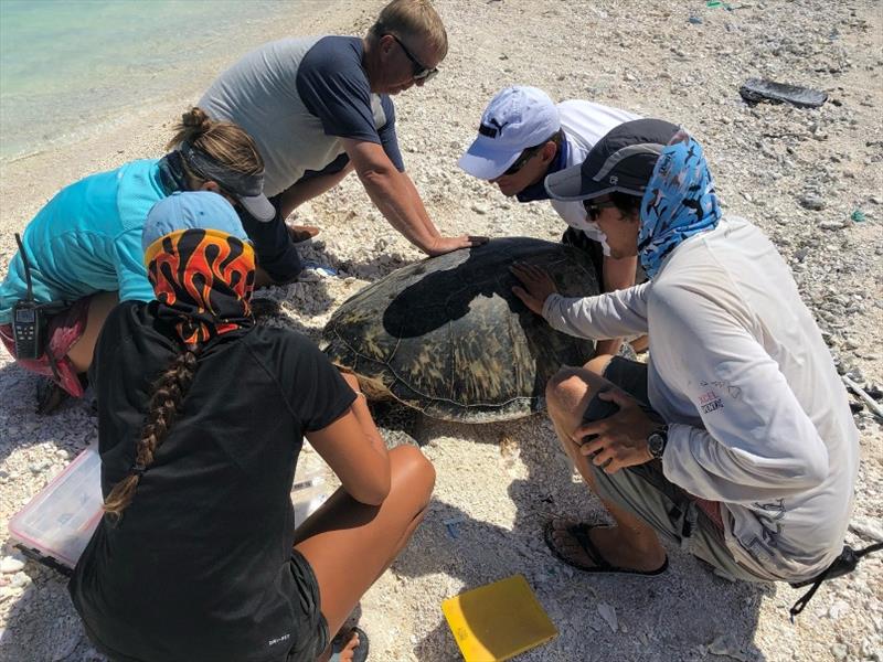 Researchers team up to tag a turtle at Pearl and Hermes Atoll. - photo © NOAA Fisheries