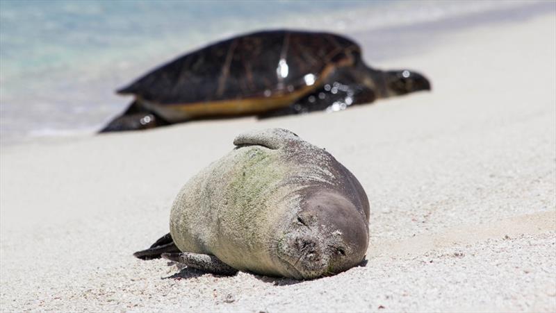 A Hawaiian monk seal and sea turtle at French Frigate Shoals. - photo © NOAA Fisheries / Jan Willem Staman