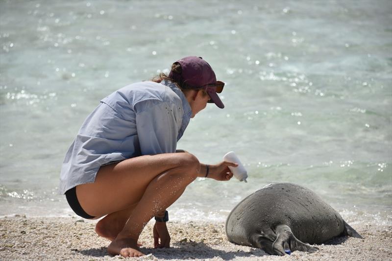 Field researcher tags a Hawaiian monk seal at Pearl and Hermes Atoll. - photo © NOAA Fisheries