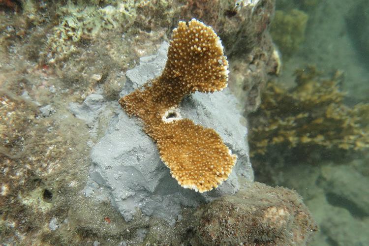 An example of the “clipping and gardening” coral restoration technique photo copyright NOAA Fisheries taken at 