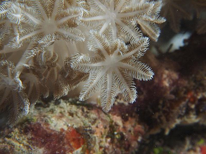 Coral polyps filter feeding photo copyright Mark Ullman taken at 