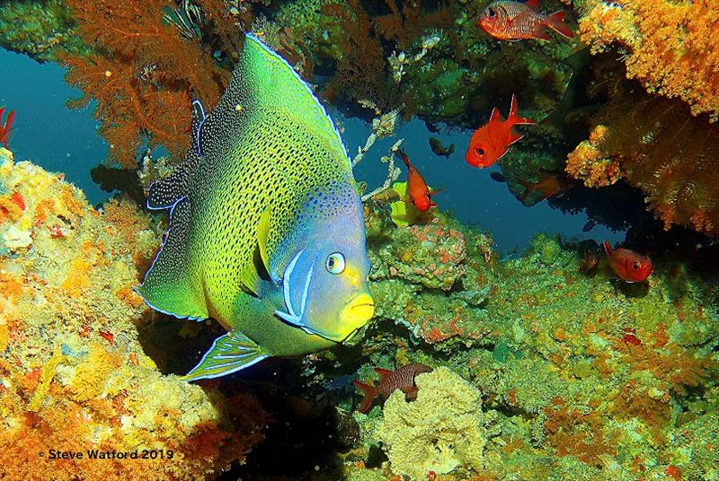 Nudibranchs and angelfish: colourful coral reef inhabitants photo copyright Steve Watford taken at 
