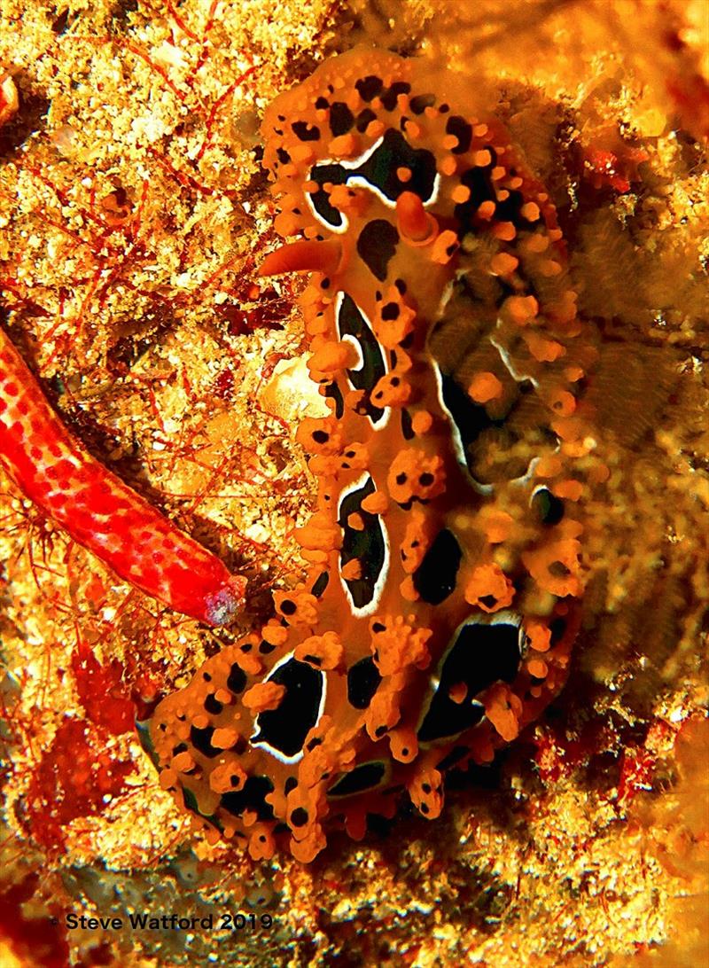 Nudibranchs and angelfish: colourful coral reef inhabitants photo copyright Steve Watford taken at 