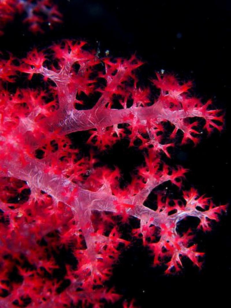 Soft “tree” coral. - photo © Mark Ullman