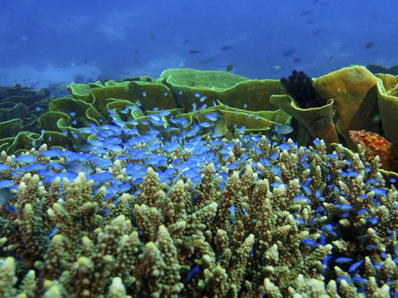 Coral reef - photo © Mark Ullman