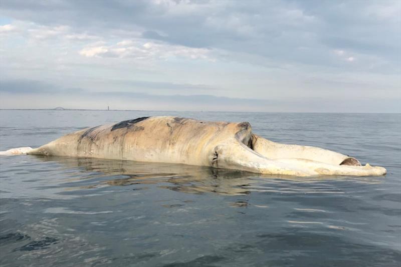 Right whale carcass floating off Long Island. - photo © NY Department of Environmental Conservation