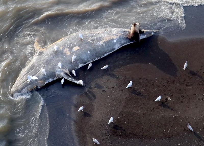 Gulls and a brown bear feast on a gray whale carcass sighted by ASAMM in 2014 along the coast in the northeastern Chukchi Sea photo copyright ASAMM taken at 