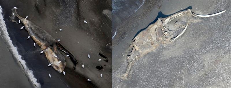 This bowhead whale carcass was initially sighted by ASAMM in 2016 (left) and resighted in 2017 (right). - photo © ASAMM