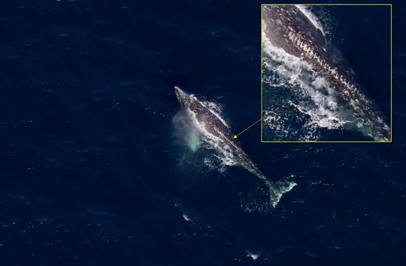 This gray whale, sighted in the northeastern Chukchi Sea by ASAMM in 2019, has noticeable scars from the propeller of a small recreational vessel photo copyright ASAMM taken at 