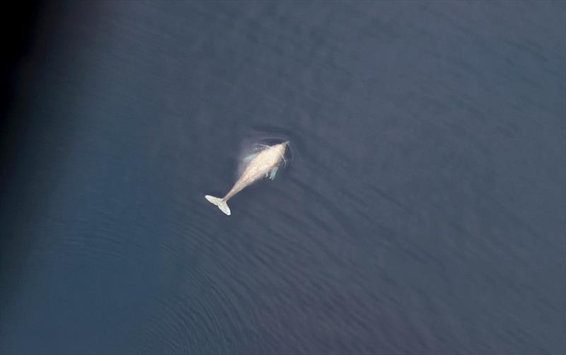 This gray whale, sighted by ASAMM in northeastern Chukchi Sea in 2013, has abnormally light- colored pigmentation. In 2016, researchers monitoring gray whales during the winter calving season in Mexico sighted this same whale with normally pigmented calf photo copyright ASAMM taken at 