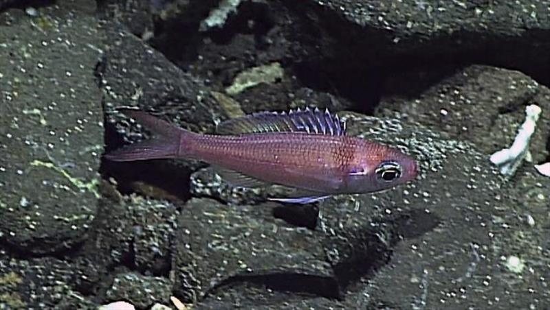 Symphysanodon maunaloae found in the deeper rariphotic zones all the way down to the dark waters of the upper bathyal zone (170–409 m) photo copyright NOAA Office of Ocean Exploration and Research taken at 