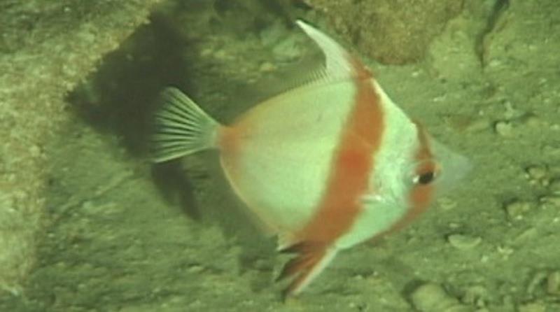 Antigonia eos, found in the lower rariphotic zone (240–319 m) photo copyright Hawaii Underwater Research Lab taken at 
