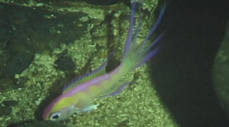 Grammatonotus ambiorthus found in the mid rariphotic zone (170–239 m) photo copyright Hawaii Underwater Research Lab taken at 