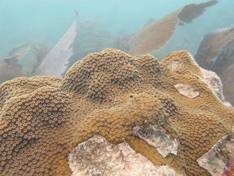 Nearshore reefs in the heavily-impacted Florida Keys show unhealthier corals and less marine life. This mountainous star coral (Orbicella faveolata) from offshore Summerland Key shows patches of dead coral, now overgrown with algae.  - photo © Amy Apprill, Woods Hole Oceanographic Institution