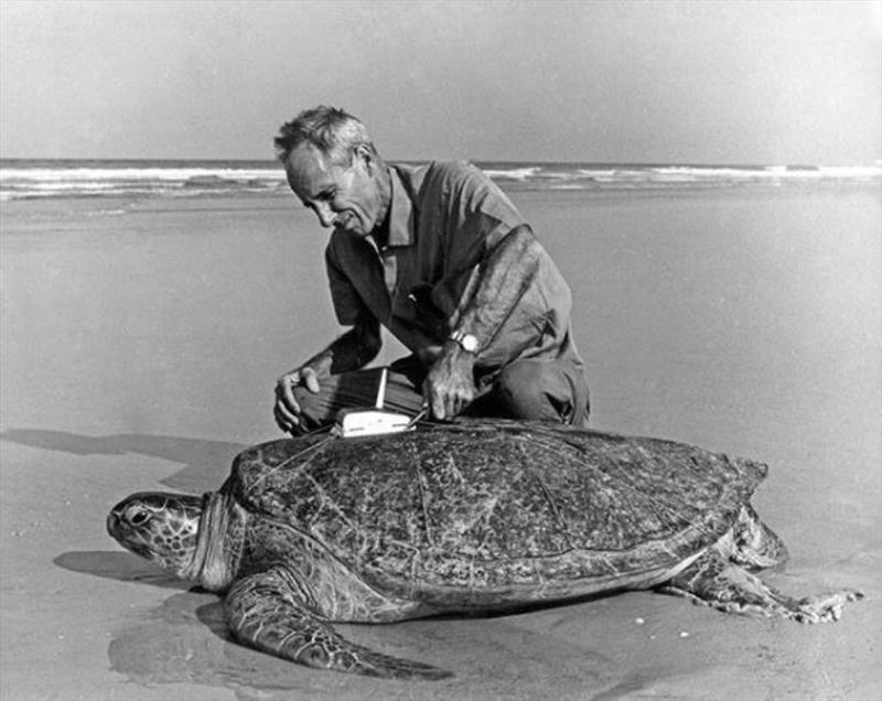 Dr. Archie Carr, the #father of sea turtle biology and conservation. - photo © NOAA Fisheries