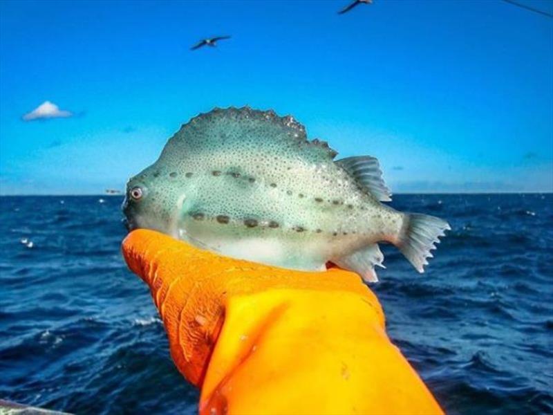 Lumpfish photo copyright NOAA Fisheries taken at 