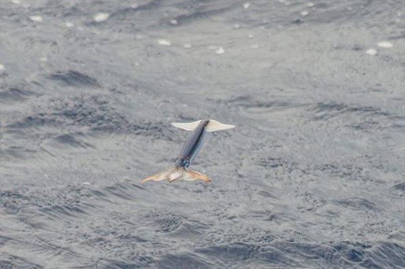 A flying squid flushes as the NOAA research ship Reuben Lasker approaches. - photo © Bernardo Alps / NOAA Fisheries