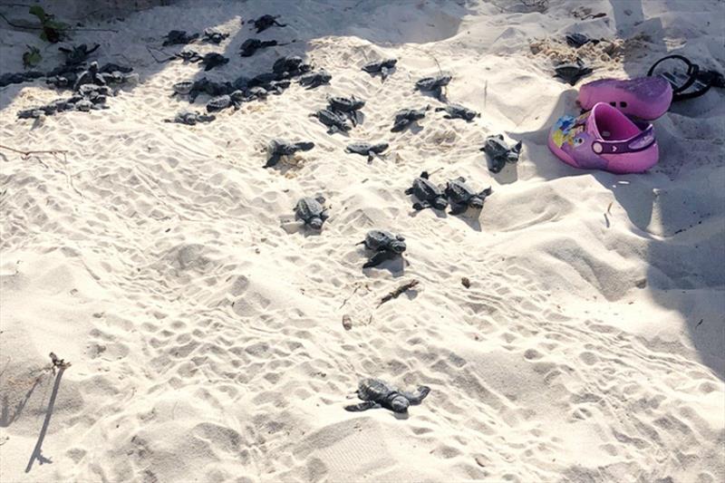 Approximately 30 olive ridley hatchlings crawling to the sea after found emerging under a towel at Kailua Beach Park photo copyright NOAA Fisheries taken at 