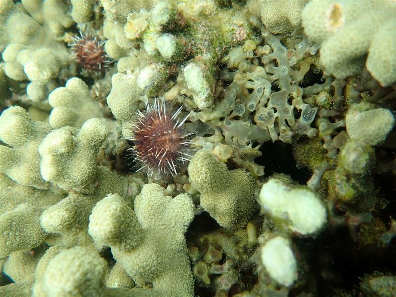 A Hawaiian collector sea urchins cleaning a coral of invasive algae in Kane‘ohe Bay. - photo © NOAA Fisheries