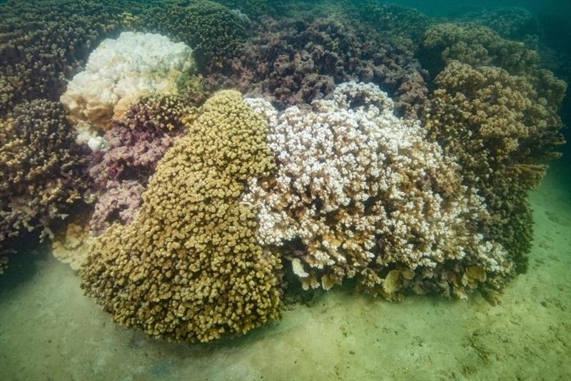 Coral bleaching in the main Hawaiian Islands, 2019 photo copyright NOAA Fisheries taken at 