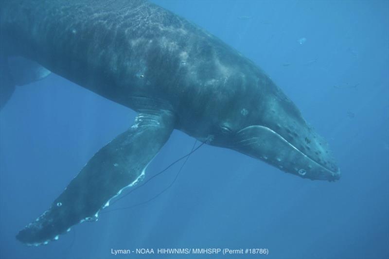 Humpback whale entangled in various gear photo copyright NOAA Marine Mammal Response Program / Humpback Whale Sanctuary taken at 