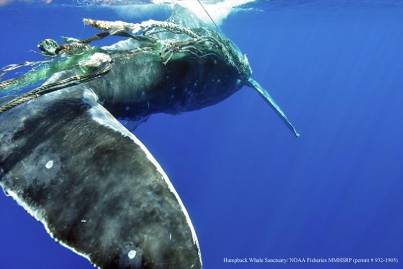 Large whale entangled in various gear photo copyright NOAA MMHSRP / HWS taken at 