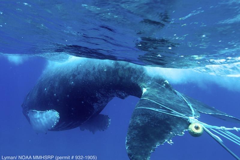 Humpback whale entangled in various gear - photo © NOAA MMHSRP / HWS
